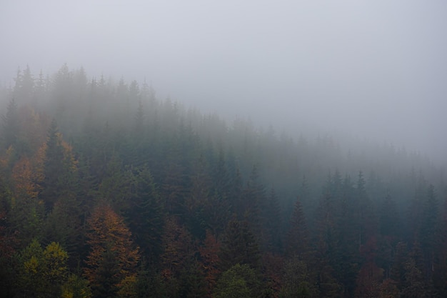 文明交通安全出行手抄报内容